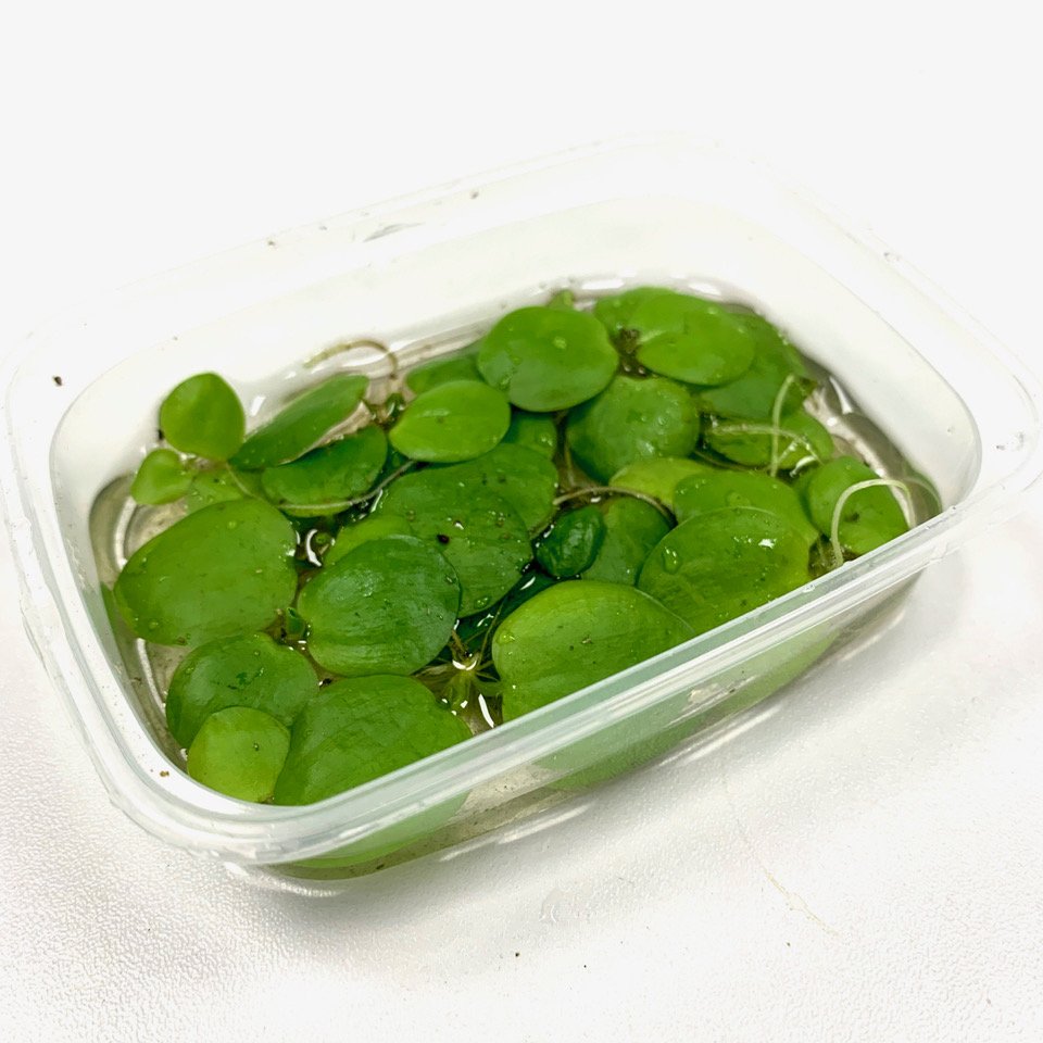 Limnobium in cup 125 cc.